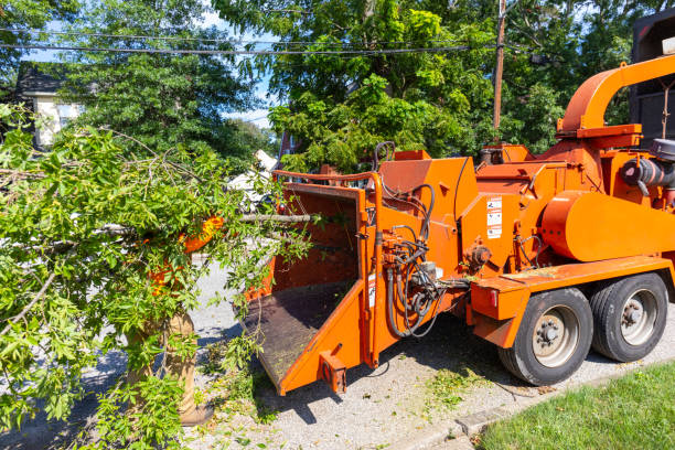 Best Arborist Services Near Me  in Aztec, NM